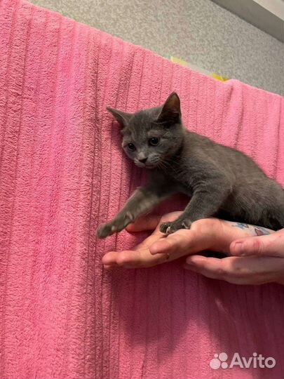 Британка котенок кот кошка в добрые руки