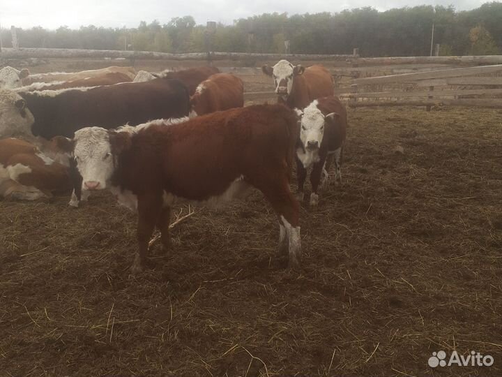 Бычки и телочки 4-7м