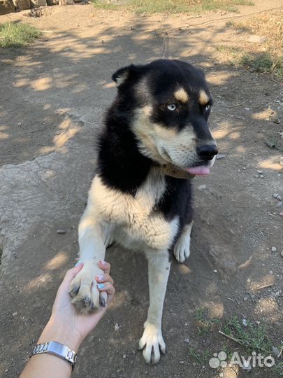 Хаски бесплатно