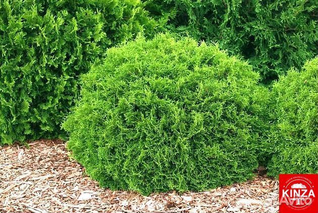 Туя шаровидная из питомника