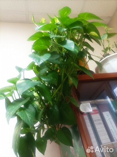 Эпипремиум золотистый