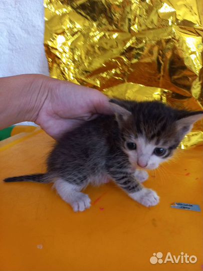 Отдам милых котят