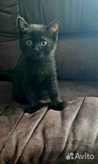 Британская