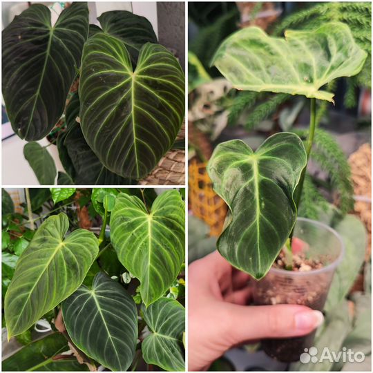 Комнатные растения 7