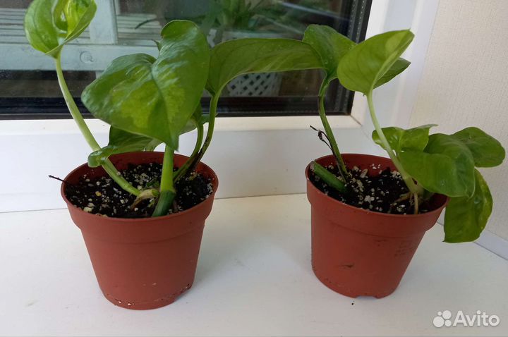 Эпипремнум Глобал Грин