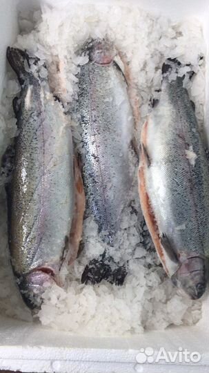 Форель охлаждённая Карелия