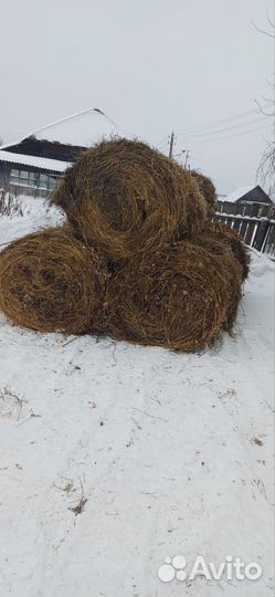Продам сено в рулонах