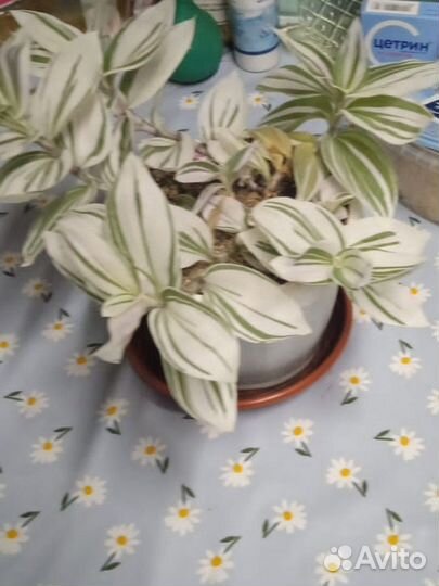 Традесканция зебрина