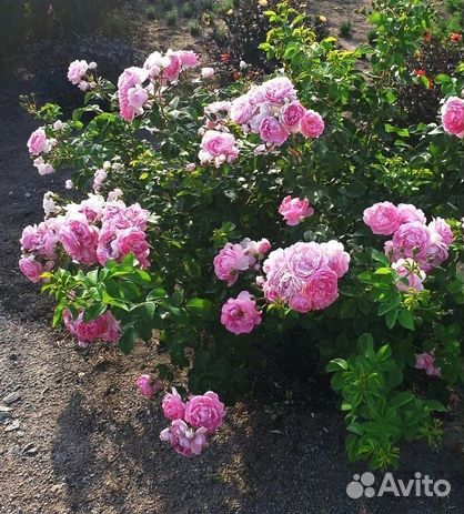 Роза, не требующая укрытия