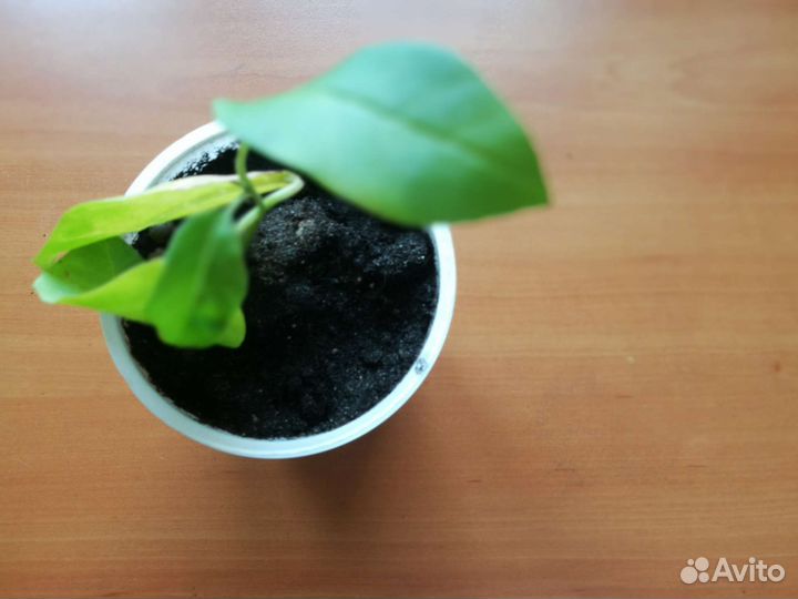 Клеродендрум Инерме