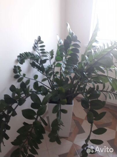 Замиокулькас