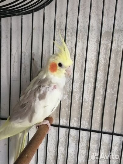 Попугай корелла