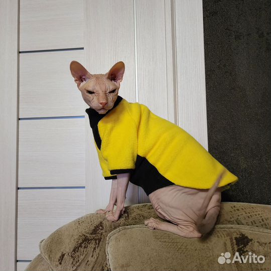 Одежда для животных