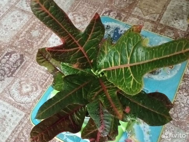 Замиокулькас, кротон