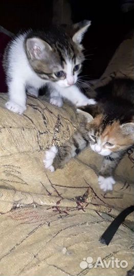 Котенок в добрые руки