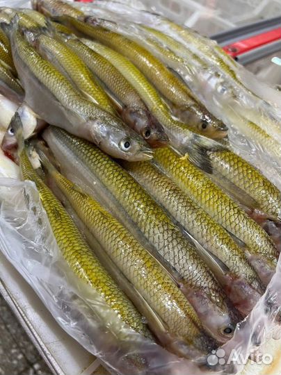 Корюшка Аргентина