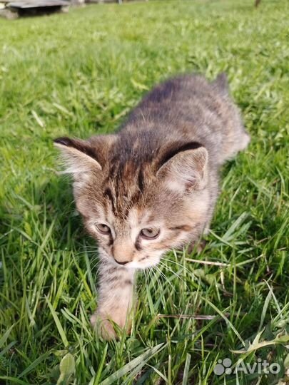 Котята девочка и мальчик