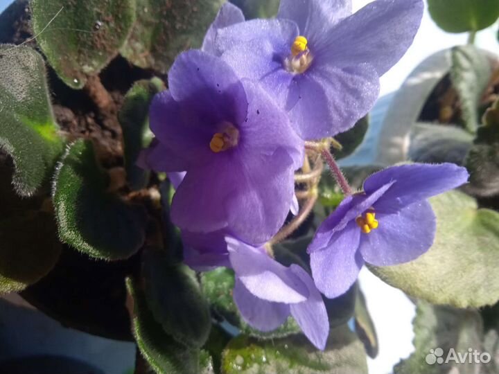 Сортовые фиалки