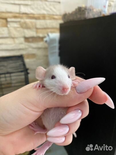 Крысята дамбо