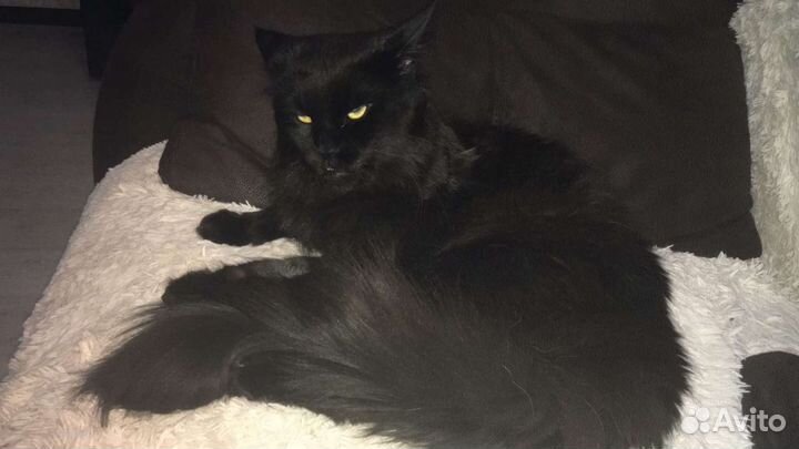 Мейн-кун вязка