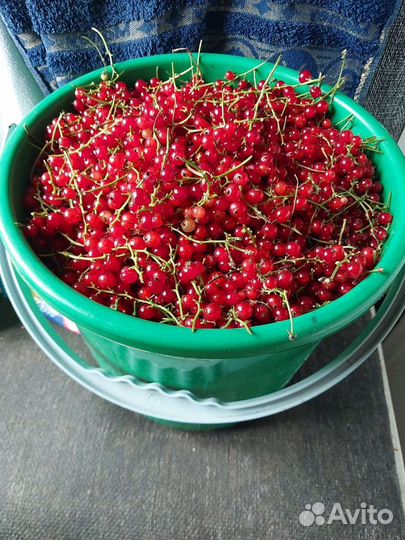 Красная смородина ягоды