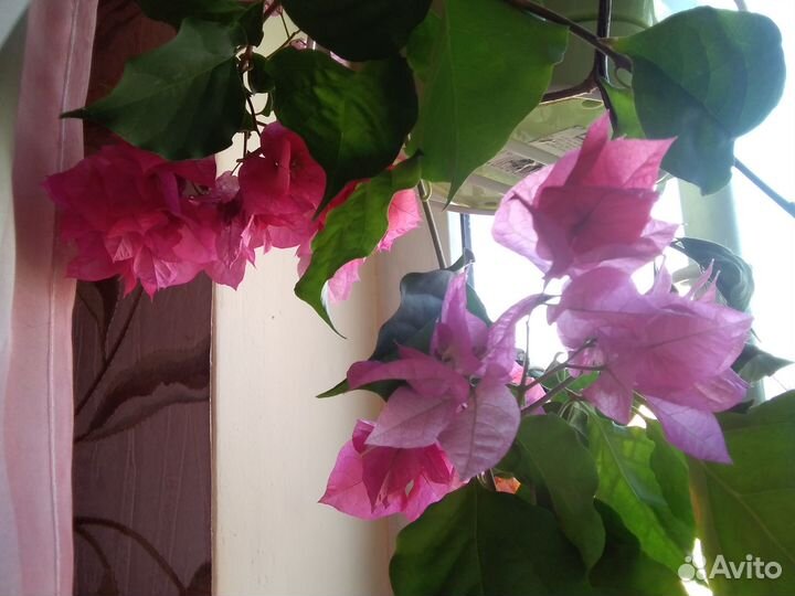 Pac Viva Carolina, Бугенвиллия