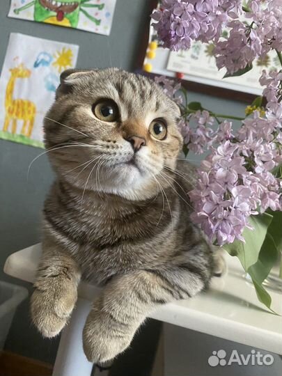 Шотландский котик 7 мес