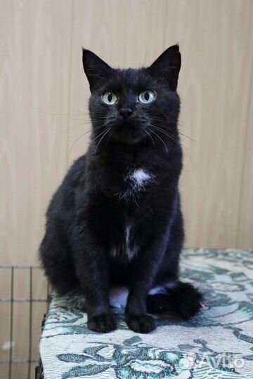 Самая ласковая кошка