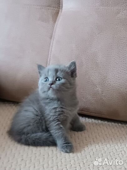 Британские котята