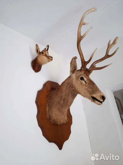 Голова оленя