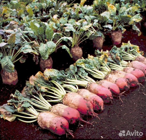 Семена свеклы кормовой в ассортименте