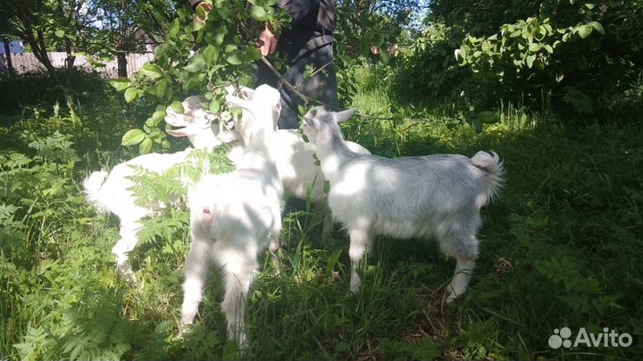 3 козочки и 1 козлик