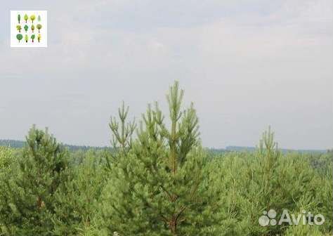 Крупномеры сосны