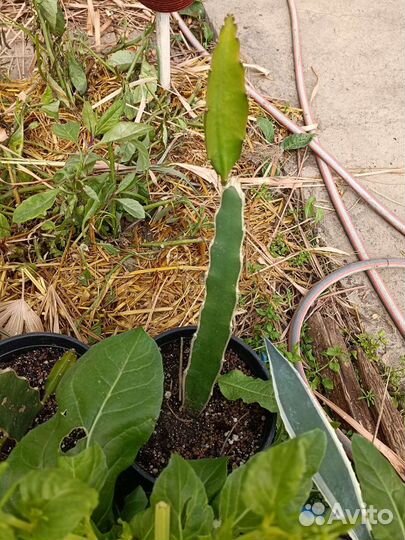 Драгонфрут (питахайя)