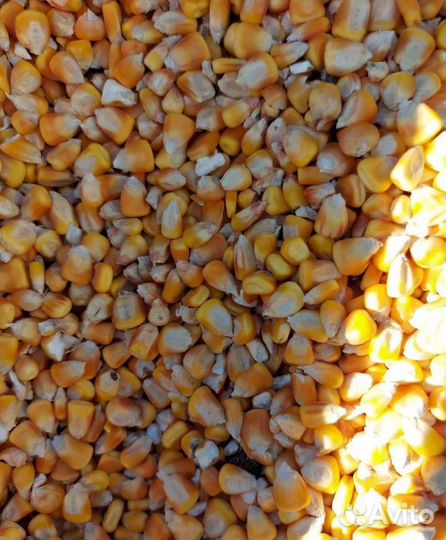 Рожь озимая, Фуражная кукуруза на корм/посев