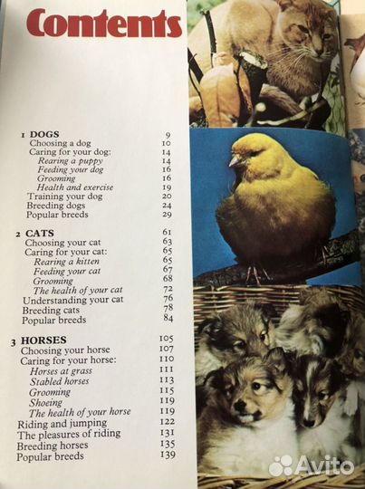 Книга на английском о домашних животных