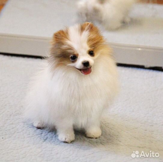 Девочка мини пати колор