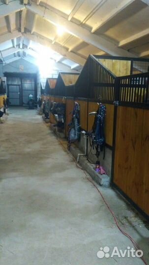 Продается готовый бизнес (конюшня)