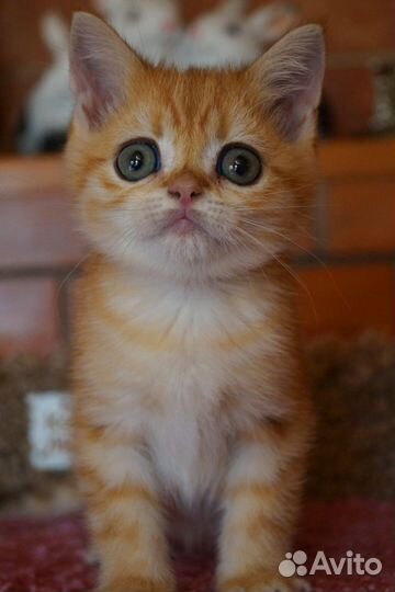 Не котёнок а тигрёнок