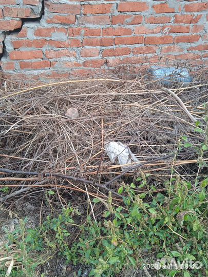 Отдам дрова бесплатно самовывоз