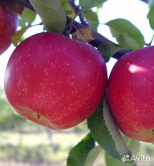 Саженцы яблонь