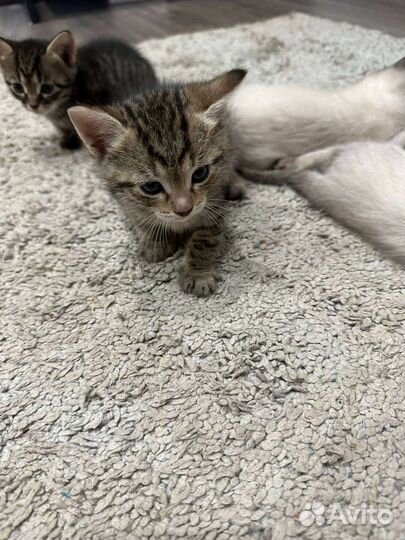 Кошка в дар бесплатно