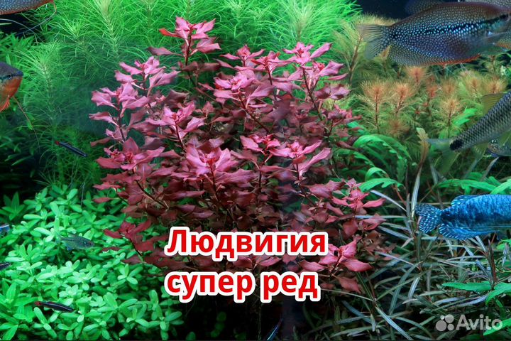 Аквариумные растения