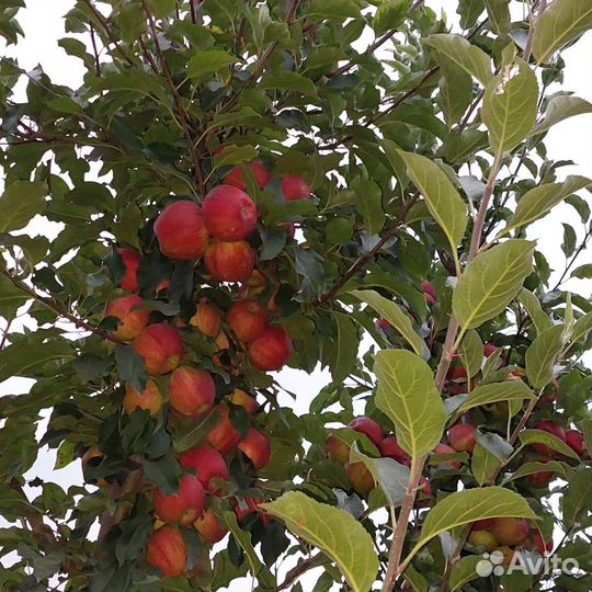 Яблоки,сорт Гала