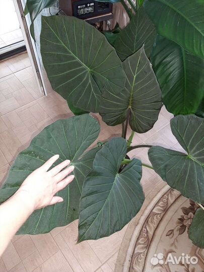 Алоказия Регал Шилдс