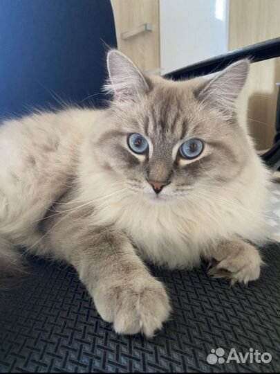 Аренда сибирского кота для фото/видео съемки