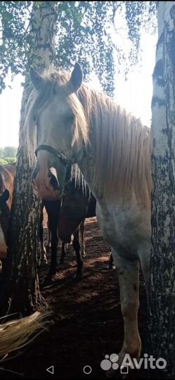 Жеребец Орловский рысак