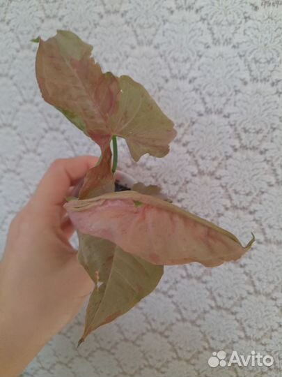 Сингониум ред спот и пинк спот