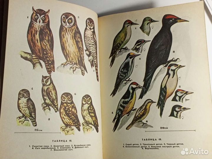 Кучин А.П. Птицы Алтая