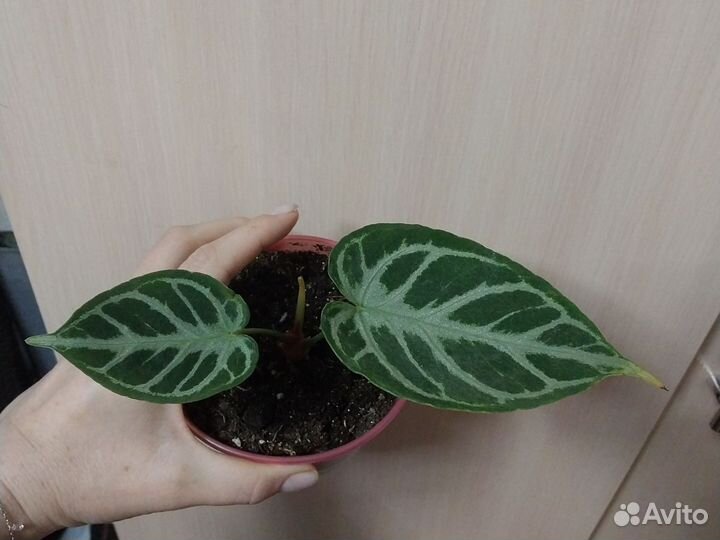 Антуриум сильвер блаш